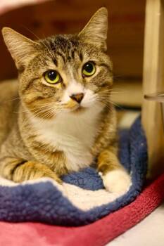 Boo -  Domestic Short Hair Cat for Adoption in Duluth, Minnesota - Boo | PetCurious