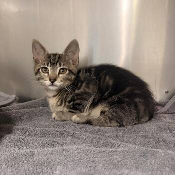 Domestic Short Hair Cats Available for Adoption in Spokane, Washington - Knack | PetCurious