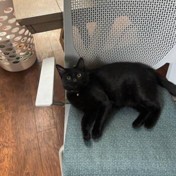 Mia -  Domestic Short Hair Cat for Adoption in Houston, Texas - Mia | PetCurious