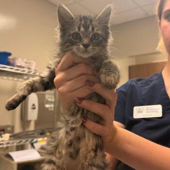 Dawn -  Domestic Medium Hair Cat for Adoption in Reno, Nevada - Dawn | PetCurious