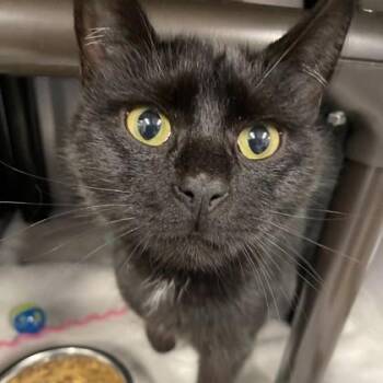 Domestic Short Hair Cats Available for Adoption in Voorhees Township, New Jersey - Relish | PetCurious