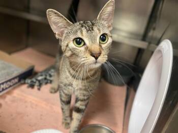 Domestic Short Hair Cats Available for Adoption in Fort Wayne, Indiana - PUMPKIN | PetCurious