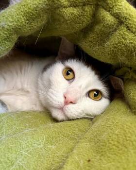 Ella -  Domestic Short Hair Cat for Adoption in Novato, California - Ella | PetCurious