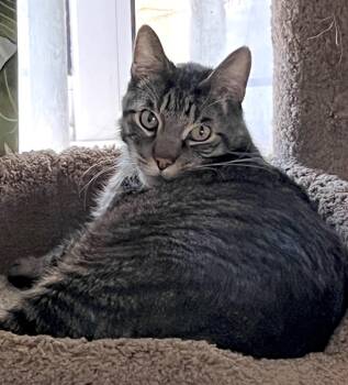 Rescue Domestic Short Hair Cats for Adoption in Orange, California - Zamboni | PetCurious
