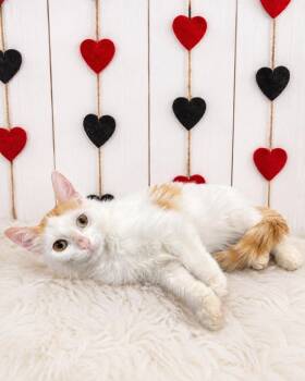 Vampire -  Domestic Short Hair Cat for Adoption in Corpus Christi, Texas - Vampire | PetCurious