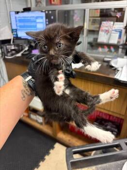 A377075 -  Domestic Short Hair Cat for Adoption in Stockton, California - A377075 | PetCurious