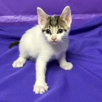 Indigo -  Domestic Short Hair Cat for Adoption in North Myrtle Beach, South Carolina - Indigo | PetCurious
