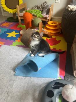 Domestic Medium Hair Cats Available for Adoption in New York, New York - Columbo | PetCurious