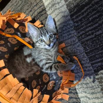 Calypso -  Domestic Short Hair and Tiger Cat for Adoption in Tracy, California - Calypso | PetCurious