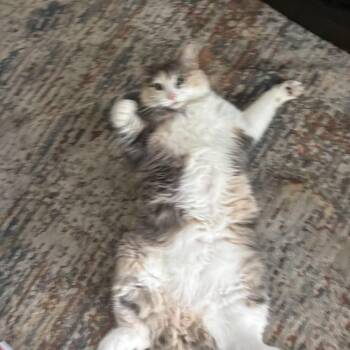 Samoa C12156 -  Domestic Short Hair Cat for Adoption - Samoa C12156 | PetCurious