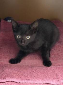 Salem -  Domestic Short Hair Cat for Adoption in Hamilton Township, New Jersey - Salem | PetCurious