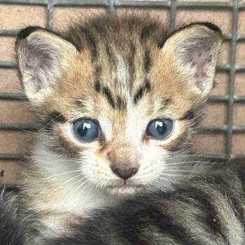 Marty -  Domestic Short Hair Cat for Adoption in West Palm Beach, Florida - Marty | PetCurious
