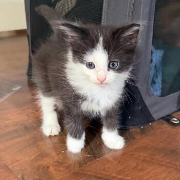 Fallout Boy -  Domestic Short Hair Cat for Adoption in Fairmont, West Virginia - Fallout Boy | PetCurious