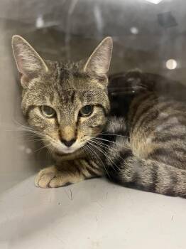 Atticus -  Domestic Short Hair Cat for Adoption in Greenfield, Indiana - Atticus | PetCurious