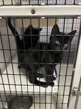Rescue Domestic Short Hair Cats for Adoption in Pinellas Park, Florida - Reno | PetCurious