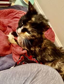 Tortoiseshell and Domestic Short Hair Cats Available for Adoption in Spring City, Pennsylvania - Brownie The Cat-URGENT! | PetCurious