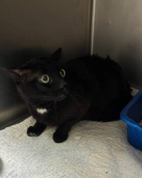 Jack -  Domestic Short Hair Cat for Adoption in Clarksville, Tennessee - Jack | PetCurious