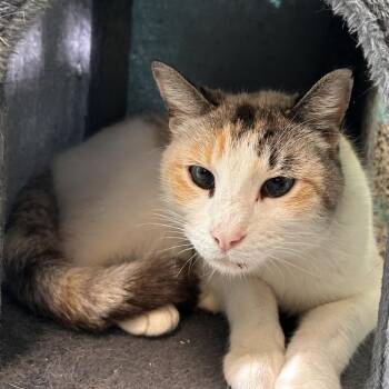 Domestic Short Hair Cats Available for Adoption - Snowball | PetCurious