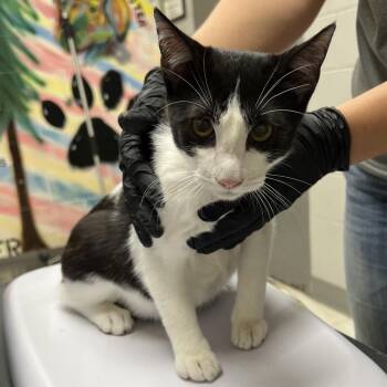 Domestic Short Hair Cats Available for Adoption in Dekalb, Illinois - Fester | PetCurious