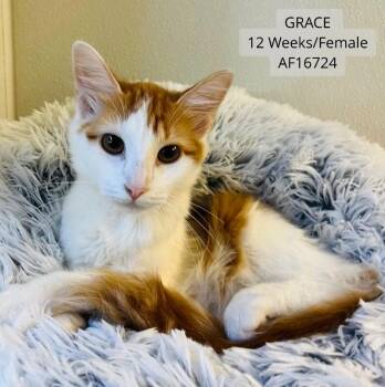 Grace -  Domestic Short Hair Cat for Adoption - Grace | PetCurious