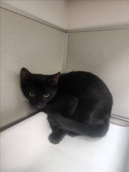 Rescue Domestic Short Hair Cats for Adoption in Tracy, California - AJ | PetCurious