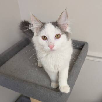 Rescue Domestic Medium Hair Cats for Adoption in Bloomington, Illinois - Elliot | PetCurious