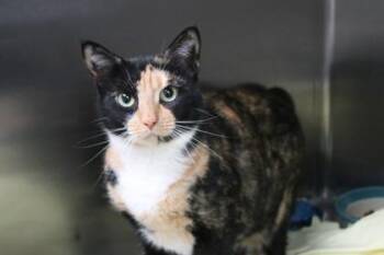 Lennie -  Domestic Short Hair Cat for Adoption in Brunswick, Georgia - Lennie | PetCurious