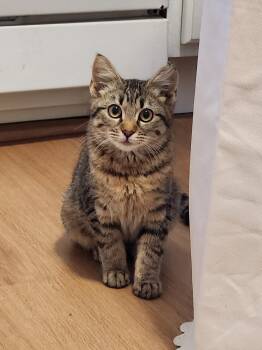 Breadstick -  Domestic Short Hair Cat for Adoption in Seattle, Washington - Breadstick | PetCurious