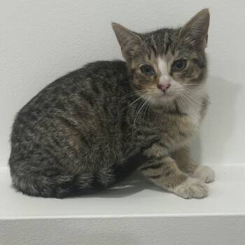 Rescue Domestic Short Hair Cats for Adoption in New York, New York - Torshi | PetCurious