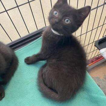 Befuddled -  Domestic Short Hair Cat for Adoption in Richmond, Virginia - Befuddled | PetCurious