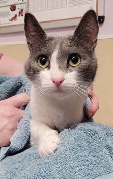 Domestic Short Hair Cats Available for Adoption in Vancouver, Washington - Chia | PetCurious