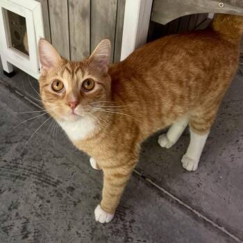 Sweet Potato -  Domestic Short Hair Cat for Adoption in Fairmont, West Virginia - Sweet Potato | PetCurious