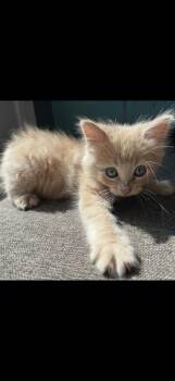 Laird -  Domestic Medium Hair Cat for Adoption in Marvin, North Carolina - Laird | PetCurious