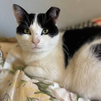 Gracie -  Domestic Short Hair Cat for Adoption in Jersey City, New Jersey - Gracie | PetCurious