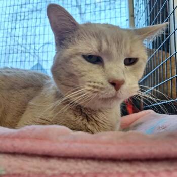Bingo -  Domestic Short Hair Cat for Adoption in Albert Lea, Minnesota - Bingo | PetCurious