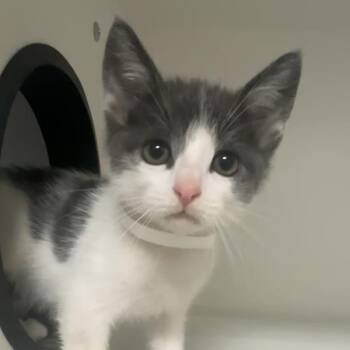 Domestic Short Hair Cats Available for Adoption in Walnut Creek, California - Steve | PetCurious
