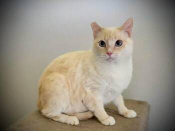 Rescue Siamese Cats for Adoption in Fresno, California - Missy | PetCurious