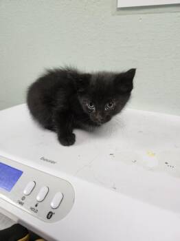 APPLE -  Domestic Short Hair Cat for Adoption in Loveland, Colorado - APPLE | PetCurious