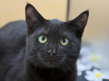 Venus -  Domestic Short Hair Cat for Adoption in Portland, Oregon - Venus | PetCurious