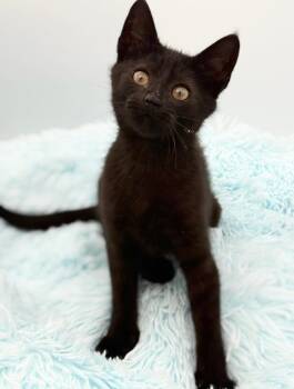 Ladle -  Domestic Short Hair Cat for Adoption in Covington, Louisiana - Ladle | PetCurious