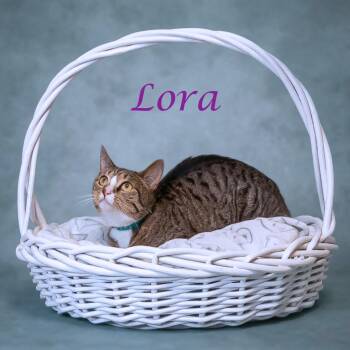 Lora C26-207 -  Domestic Short Hair Cat for Adoption in Lebanon, Tennessee - Lora C26-207 | PetCurious