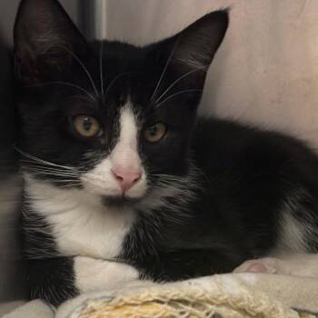 Antonio -  Domestic Short Hair Cat for Adoption in East Hanover, New Jersey - Antonio | PetCurious