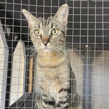 Sophie Sue -  Domestic Short Hair Cat for Adoption in Prescott, Arizona - Sophie Sue | PetCurious