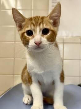 Domestic Short Hair Cats Available for Adoption in San Antonio, Texas - Apricot | PetCurious