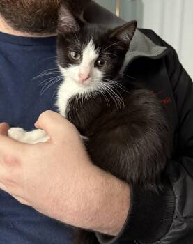 Rescue Domestic Short Hair Cats for Adoption in Greenwood, Indiana - Felix | PetCurious