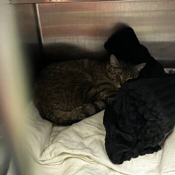 Domestic Short Hair Cats Available for Adoption - Valentino | PetCurious