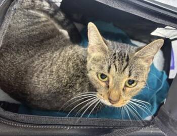 Pear -  Domestic Short Hair Cat for Adoption in Chamblee, Georgia - Pear | PetCurious