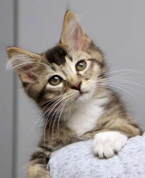 Bise (AO37858) -  Domestic Medium Hair Cat for Adoption in Kansas City, Kansas - Bise (AO37858) | PetCurious