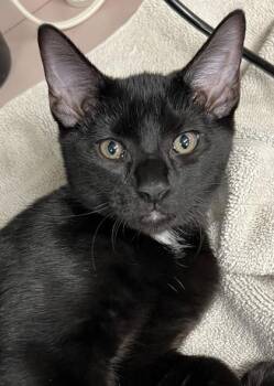 Rainbow -  Domestic Short Hair Cat for Adoption in Fort Worth, Texas - Rainbow | PetCurious