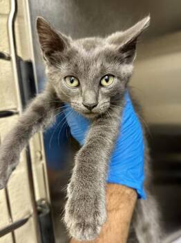 The Lich -  Domestic Short Hair Cat for Adoption in Wichita, Kansas - The Lich | PetCurious